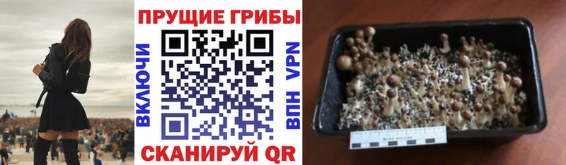 Псилоцибиновые грибы мухоморы  Няндома 